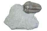 Flexicalymene Trilobite - Mt Orab, Ohio #375204-1